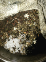 1. Mother Algol Incense Powder