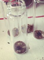 Aldebaran Oil Bottling