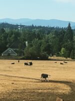 Aldebaran Pasture Water