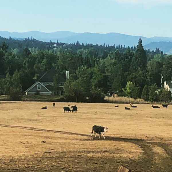 Aldebaran Pasture Water Aldebaran Pasture Water