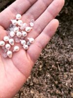 Ancestral Comfort Gems