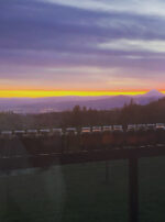 Asclepius 3 Son of Apollo SOA tincture oil salve