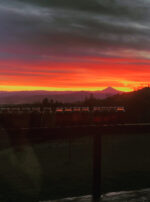 Asclepius 3 Son of Apollo Son of Apollo gallery oils kolonia tincture