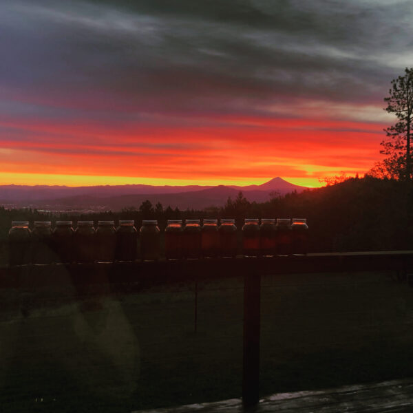 Asclepius 3 Son of Apollo Son of Apollo gallery oils kolonia tincture Asclepius 3 Son of Apollo Son of Apollo gallery oils kolonia tincture