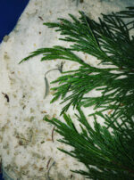 Asclepius 3 Son of Apollo bath salts