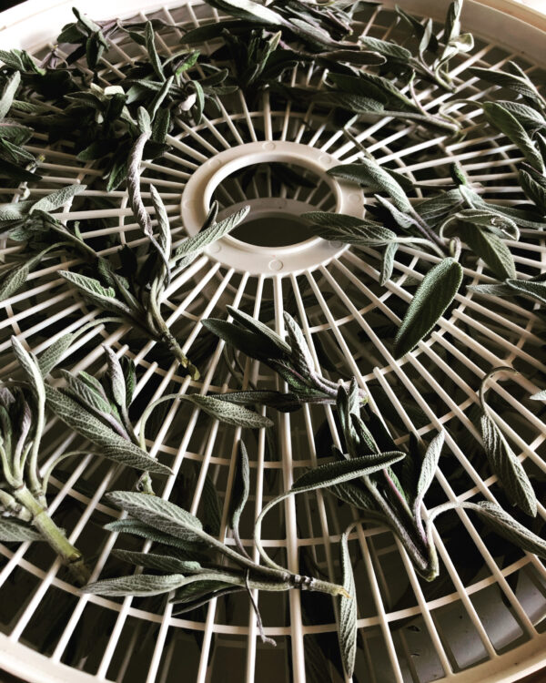 Asclepius 3 Son of Apollo drying white sage powder incense asclepius Asclepius 3 Son of Apollo drying white sage powder incense asclepius