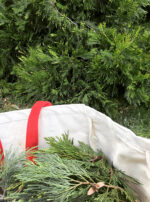 Asclepius 3 Son of Apollo harvesting incense cedar oil powder water