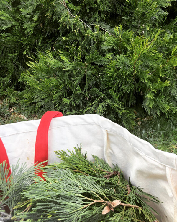 Asclepius 3 Son of Apollo harvesting incense cedar oil powder water Asclepius 3 Son of Apollo harvesting incense cedar oil powder water