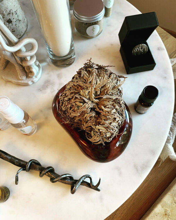 Asclepius 3 Son of Apollo talisman gallery rose of jericho Asclepius 3 Son of Apollo talisman gallery rose of jericho