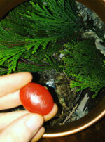 Asclepius 3 Son of Apollo water carnelian talisman interior still pot hydrosol