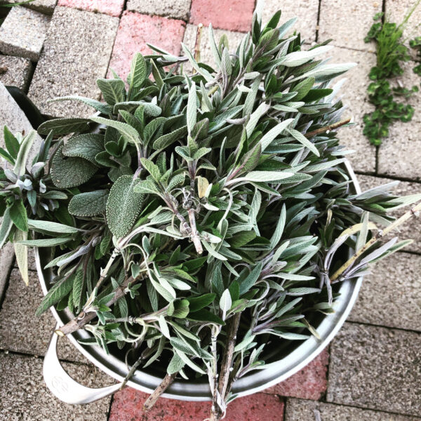 Asclepius 3 Son of Apollo white sage harvest powder incense oil Asclepius 3 Son of Apollo white sage harvest powder incense oil