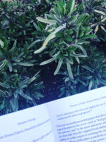 Asclepius 3 Son of Apollo white sage harvesting prayer of thessalos demetra george celestial art description