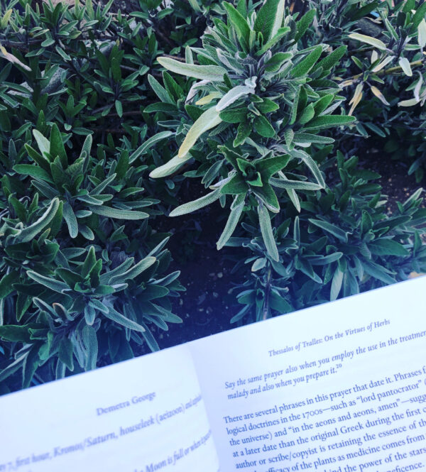 Asclepius 3 Son of Apollo white sage harvesting prayer of thessalos demetra george celestial art description Asclepius 3 Son of Apollo white sage harvesting prayer of thessalos demetra george celestial art description