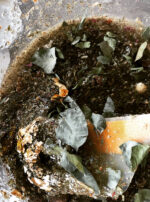 Empress Honey Gallery