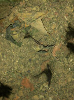 Hermanubis II powder incense