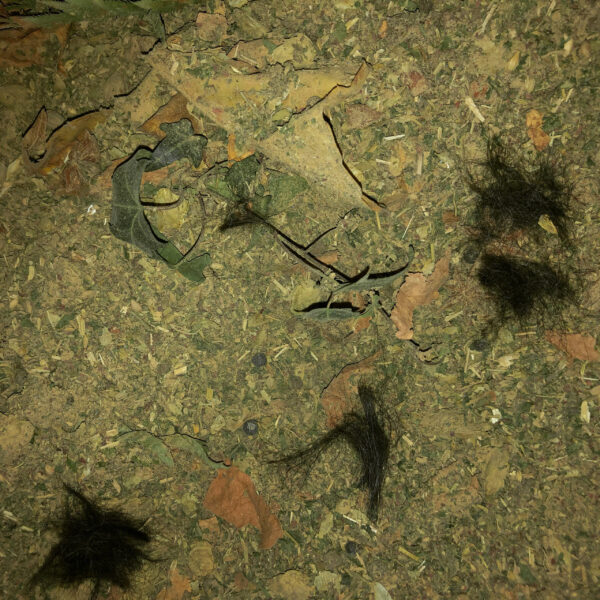 Hermanubis II powder incense Hermanubis II powder incense