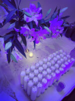 Immortal Heart candles oil rollers cape amethyst main