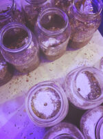 Immortal Heart tincture oil