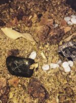 Incense and Powder Deneb Algedi