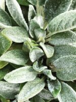 Jupiter in Sagittarius Lamb's Ears