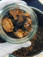 Mars in Scorpio Incense Powder Gallery