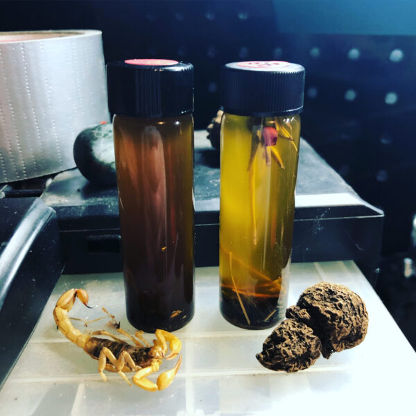 Mars in Scorpio Oil Duo Scorpion Mars in Scorpio Oil Duo Scorpion