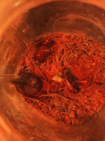 Mars in Scorpio Oil Gallery 3