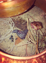 Mars in Scorpio Water Interior Still Pot