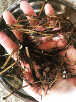 Mothe Algol Roots Oil Incense Powder Eye taliismans Hellebore