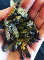 Mother Algol Belladonna Oil Incense Powder