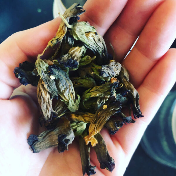 Mother Algol Belladonna Oil Incense Powder Mother Algol Belladonna Oil Incense Powder