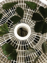 Mother Algol Black Hellebore Drying Oil Powder Incense Algol Eyes