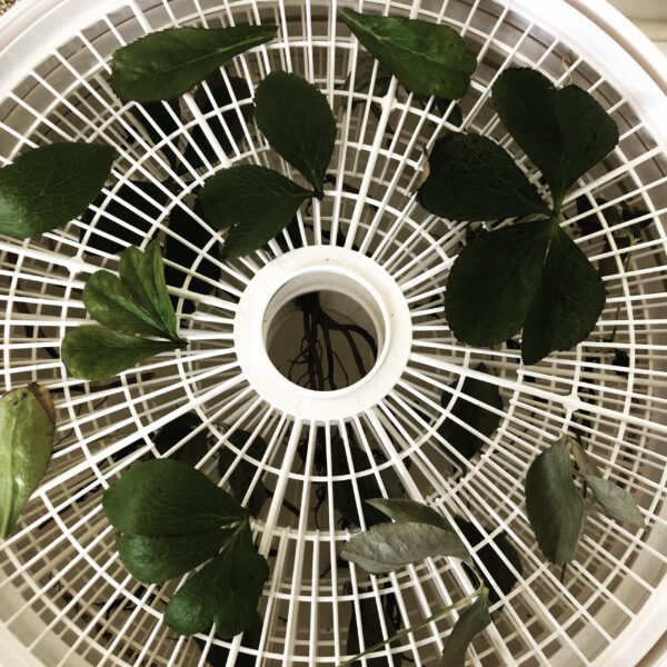 Mother Algol Black Hellebore Drying Oil Powder Incense Algol Eyes Mother Algol Black Hellebore Drying Oil Powder Incense Algol Eyes