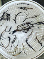 Mother Algol Black Hellebore Roots Oil Powder Incense Talismans