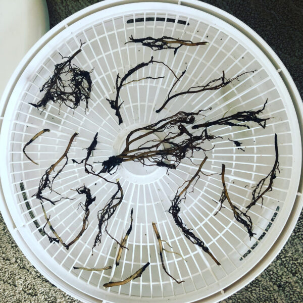 Mother Algol Black Hellebore Roots Oil Powder Incense Talismans Mother Algol Black Hellebore Roots Oil Powder Incense Talismans