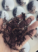 Mother Algol Dried Root Powder Oil Incense