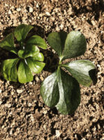 Mother Algol Hellebore