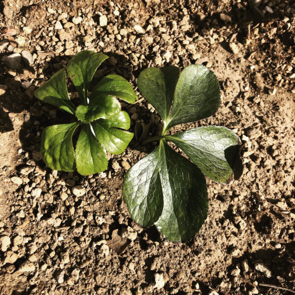 Mother Algol Hellebore Mother Algol Hellebore