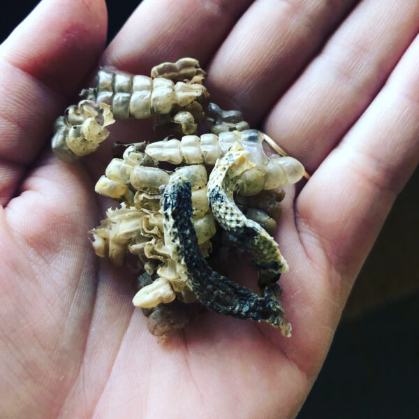 Mother Algol Incense Powder Oil Rattle Snake Mummified Description Mother Algol Incense Powder Oil Rattle Snake Mummified Description