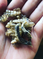 Mother Algol Incense Powder Oil Rattle Snake Mummified Description