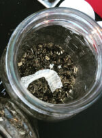 Mother Algol Oil Process