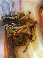 Oil of Scorpion Gallery