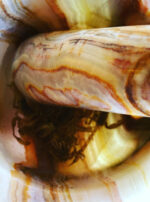 Oil of Scorpion Prep