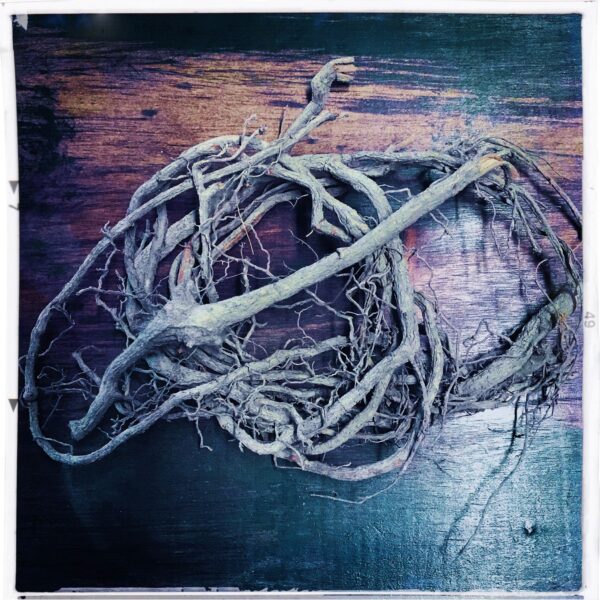 ss-DA devils shoestring for lord of the sacred eye ss-DA devils shoestring for lord of the sacred eye