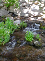 Sacramento-River-Headwaters