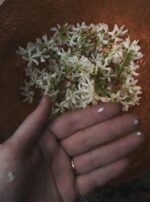 38202152_1912359932162954_1671625405024436224_n