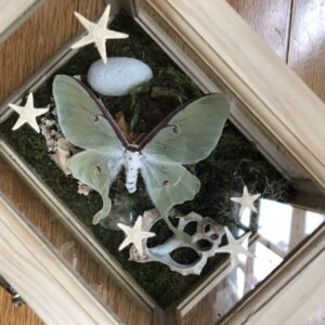 Dream Reliquary Boxes