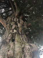 53435592_402380300495461_5527842596227388854_n