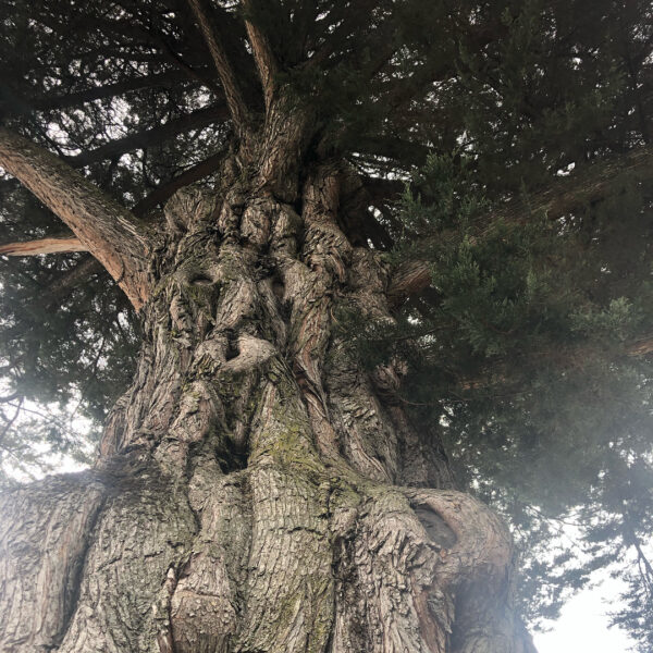 53435592_402380300495461_5527842596227388854_n 53435592_402380300495461_5527842596227388854_n