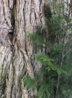 53705764_777775132608995_777822563613130533_n